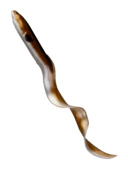 SEÑUELO SAVAGE GEAR REAL EEL